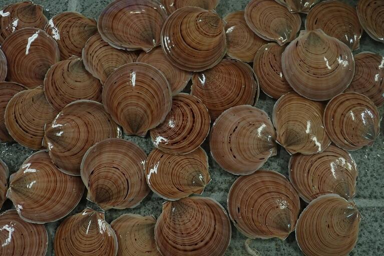 coquille